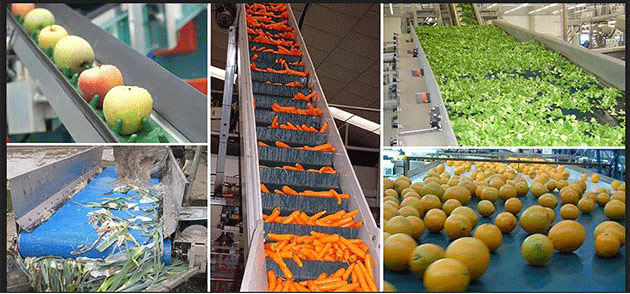 fruit-and-vegetable-washing-line